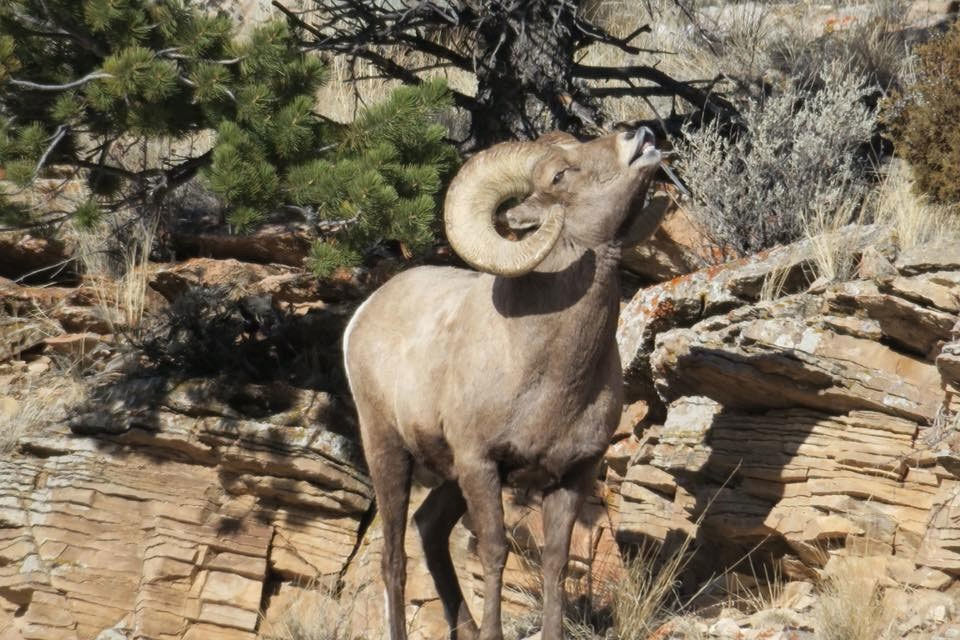 Bighorn sheep